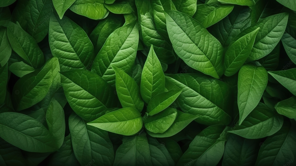 Leafs